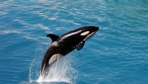 Killer Whale Stock Photo Download Image Now Istock