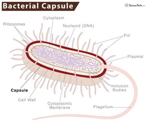 Bacterial Capsule Definition Functions And Diagram