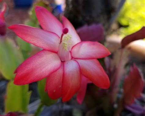 Yes, there are multiple holiday cacti (including an easter cactus). Thanksgiving Cactus 'Exotic Dancer' - Sunnyvale-Garden