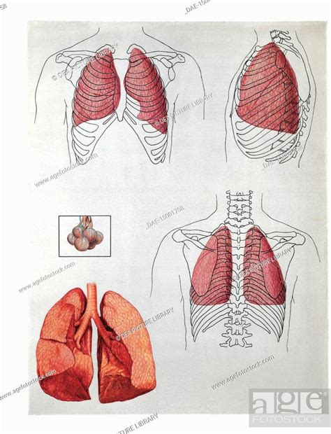 Medicine Human Anatomy Lung Lobes Position Front And Back Stock