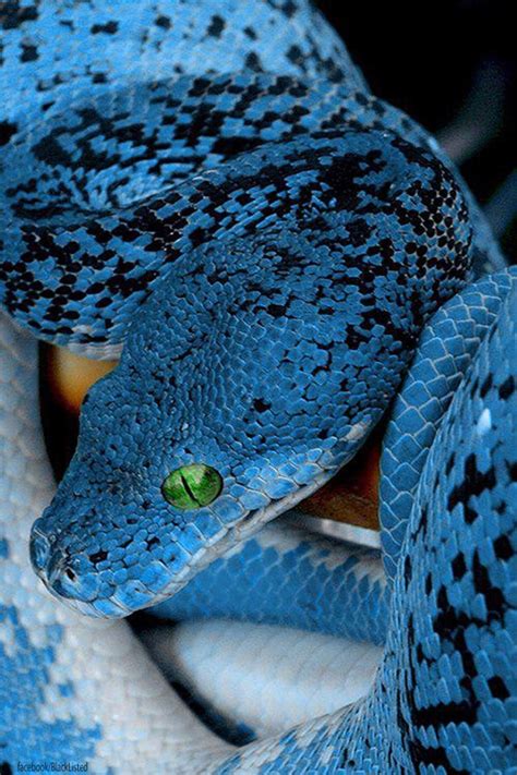 Blue Snake Great Pictures Pinterest