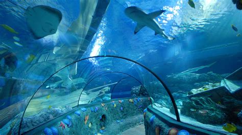 Sea Life Aquarium Ad Orlando Al Descubrimiento De Las Criaturas Del
