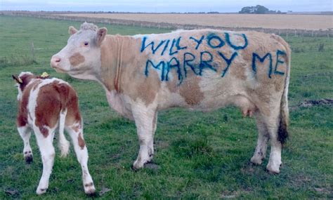 Udderly Romantic Scots Farmer Uses Cow To Propose To His Girlfriend The Courier