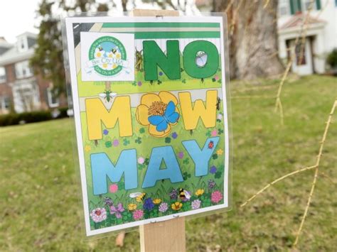 No Mow May A Way Of Doing More For Pollinators By Doing Less This