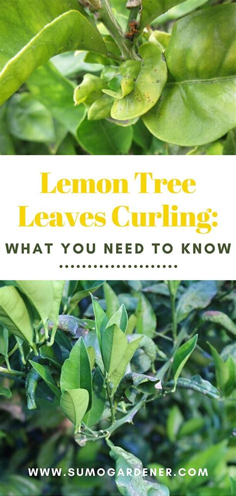 Frost and curling lemon leaves. Lemon Tree Leaves Curling What You Need to Know | Lemon ...