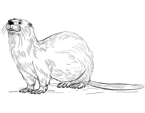 Otter Cute Baby Animal Coloring Pages