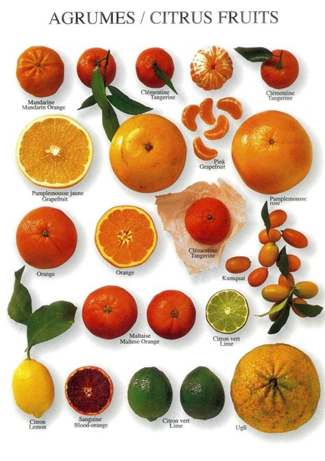 Citrus Fruit Rinfographics