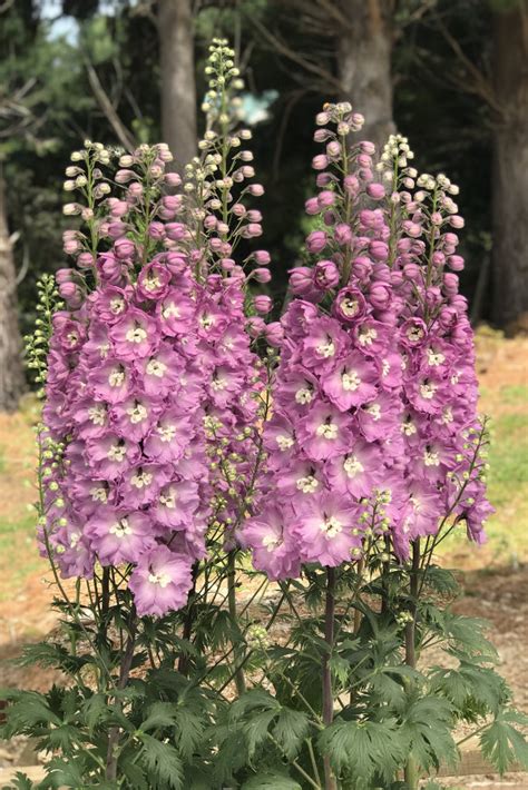 Sweethearts Pink New Zealand Hybrid Delphinium Seeds For Sale