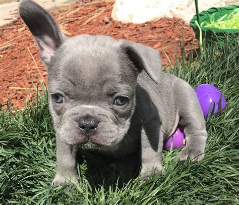 Have fun, use your imagination, and be sure to check out other ideas from our wide selection of dog name lists. Lilac French Bulldog Female: Licorice-SOLD - The French ...