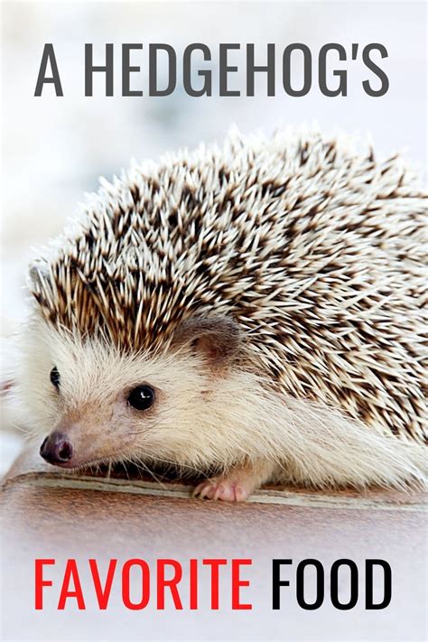 We have tested a load of. What Do Hedgehogs Eat?