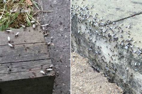 Flying Ant Day Swarms Of Winged Insects Blight The Lives Of Londoners