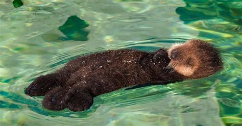 Rescued Baby Otter Squeaks Adorably When Introduced To Water