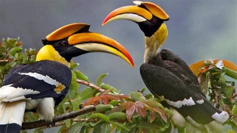 5 Interesting Facts About The Hornbill Bird