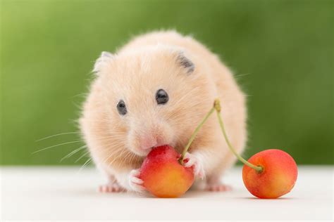 ¿qué Comen Los Hámsters Guía Definitiva De Alimentos Para Hamsters