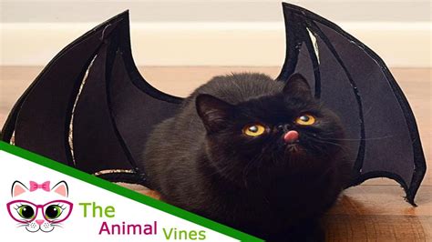Cats Are Awesome 15 Purrfect Halloween Costumes For Your Cat Youtube