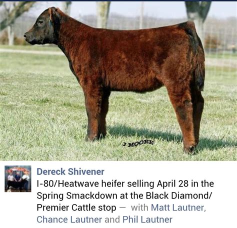 Lautner Farms Derek Shivener I 80 X Heat Wave Heifer Sells April