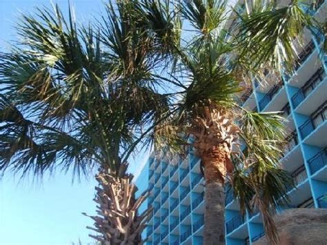 Palm Trees And Side View Picture Of Landmark Resort