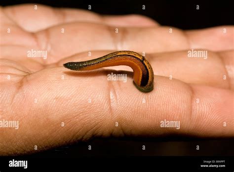 Borneo Leech Hi Res Stock Photography And Images Alamy