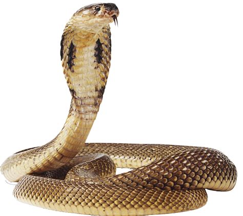 Download Snake Png Image For Free