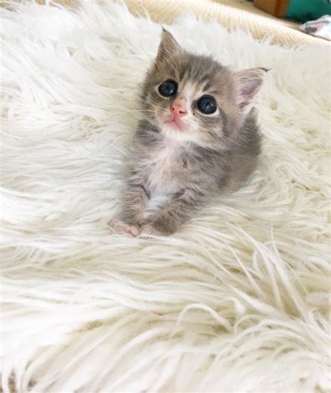A tabby cat has a superb personality. Grey Tabby Kitten Seeks Laps and Snuggles…This Baby Can ...