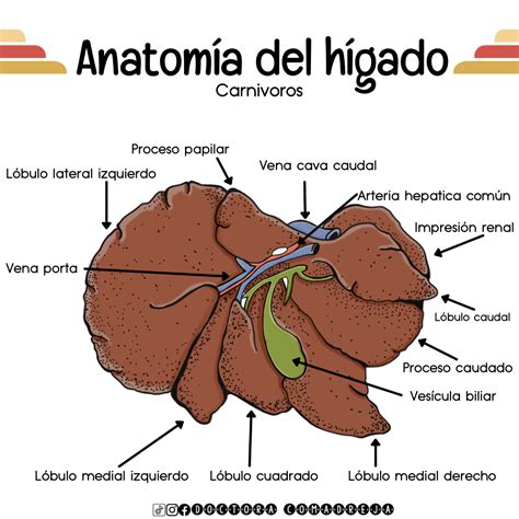 Anatomía Del Hígado De Los Carnívoros