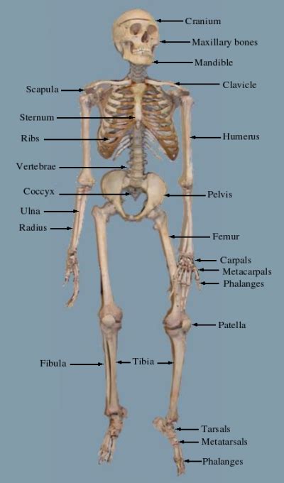 Also, they provide an environment for below is a 3d map of the skeletal system. Adventist Youth Honors Answer Book/Health and Science ...