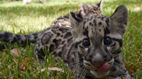 Baby Clouded Leopards First Time Outside Youtube