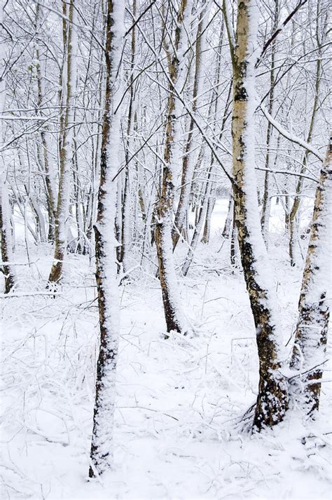Photos Of Birch Trees In Winter