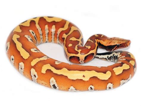 Blood And Short Tailed Python Care Sheet Reptiles Magazine