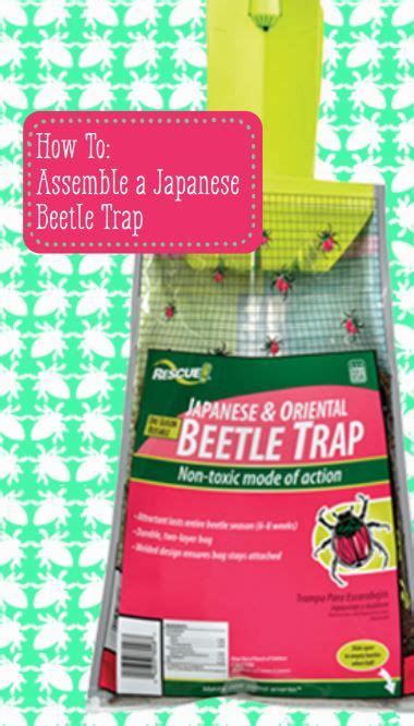 How To Put Together A Japanese Beetle Trap Japanese Beetles Japanese