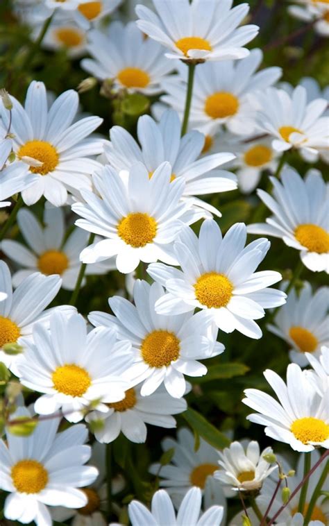 Free Download Daisies Flowers Hd Wallpaper 2015 2560x1600 For Your