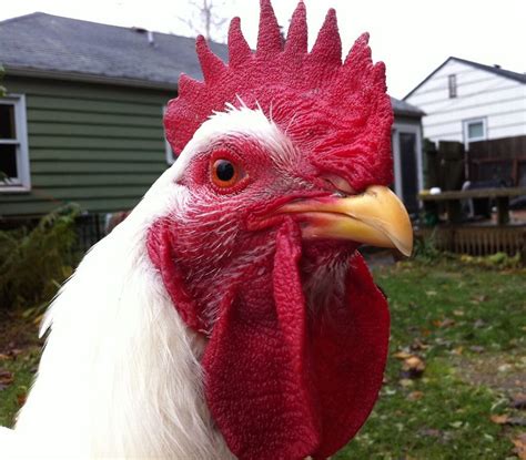 Who Is Petas 2012 Champion Chicken Hes Toro From Seattle Cute