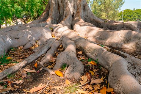 How To Fix Exposed Tree Roots A Brief Guide Patrick Musser Tree