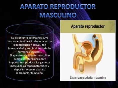 Aparato Reproductoaparato Reproductor Masculino Y Femenino
