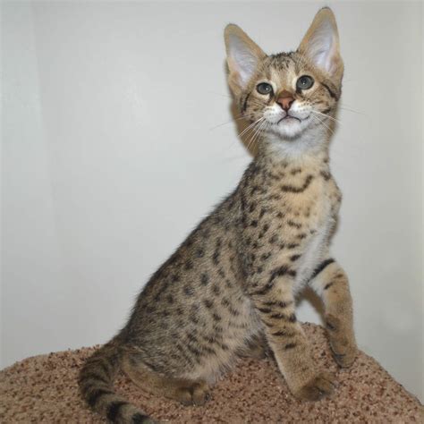 Browse our list of cats and kittens breed like savannah, bengals, chausies, cheetos and bringing home his savannah cat. F2 Savannah Kittens Available in Ohio Savannah Cats Call ...