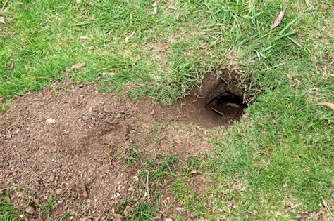 Spotting And Properly Identifying Gophers Professional Lawn Care And