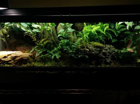 3 Best Bioactive Snake Terrarium Kits 2021 Self Sustaining Ecosystem