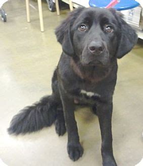 Finding a great pyrenees lab mix puppy. Kira | Adopted Puppy | Kira | Orlando, FL | Labrador ...