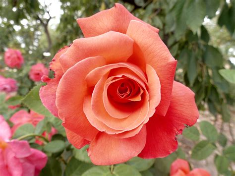 Najpiękniejsze Róże Do Ogrodu Jakie Wybrać Święto Róży