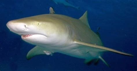Tiburón Limón El Más Estudiado Por Los Científicos La Verdad Noticias
