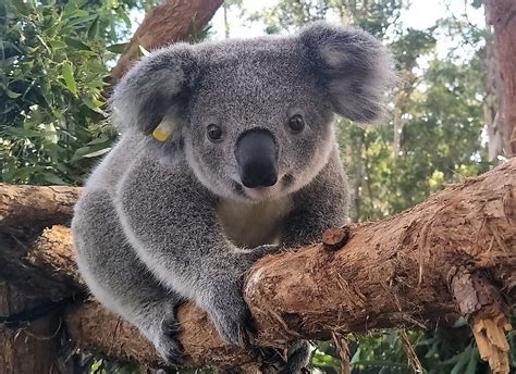 In this process, the plants and animals which previously used the site are displaced or. Koala Populations Challenged by Habitat Destruction ...