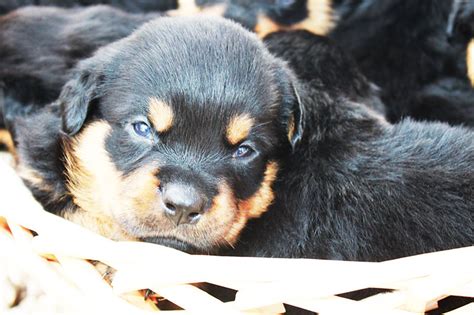 Check spelling or type a new query. Arizona Rottweiler's Puppies - Arizona Rottweilers