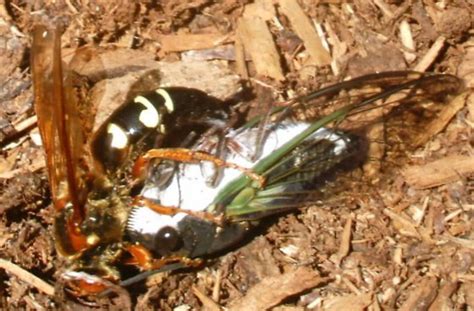 See full list on solutionsstores.com Cicada Killer Ground Wasp Nest | Mice