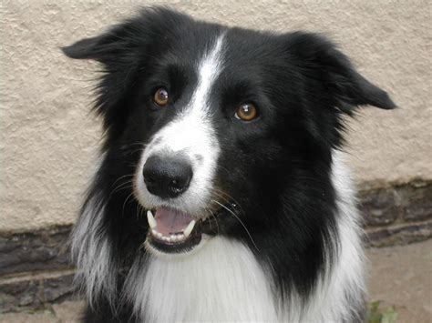 Breed Of The Month The Border Collie