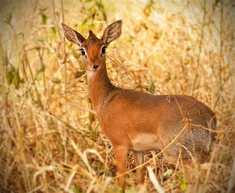 Dik Dik Antelope Photograph By Nian Chen Pixels