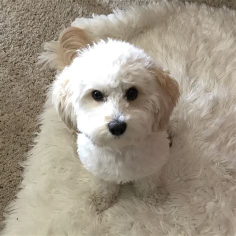 This Is Dewey The Maltipoo Hes My Little 1 Year Old 😊 Raww