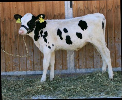 Holstein Holstein Friesian Kalb Kaufen