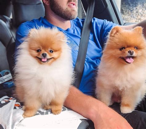 The 16 Cutest Pomeranians Currently Online Pet Reader