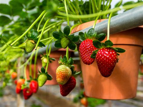 The region is home to multiple strawberry farms, rose and lavender gardens, a bee farm, tea houses, a local market and a museum. Strawberry Picking at Cameron Higlands' Big Red Strawberry ...