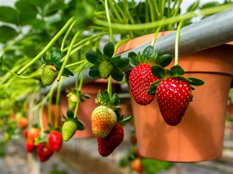 Faktor tanah tinggi bersuhu sejuk di kawasan ini menyebabkan pusat pelancongan ini juga terkenal dengan tanaman buah strawberry yang fresh. Strawberry Picking at Cameron Higlands' Big Red Strawberry ...